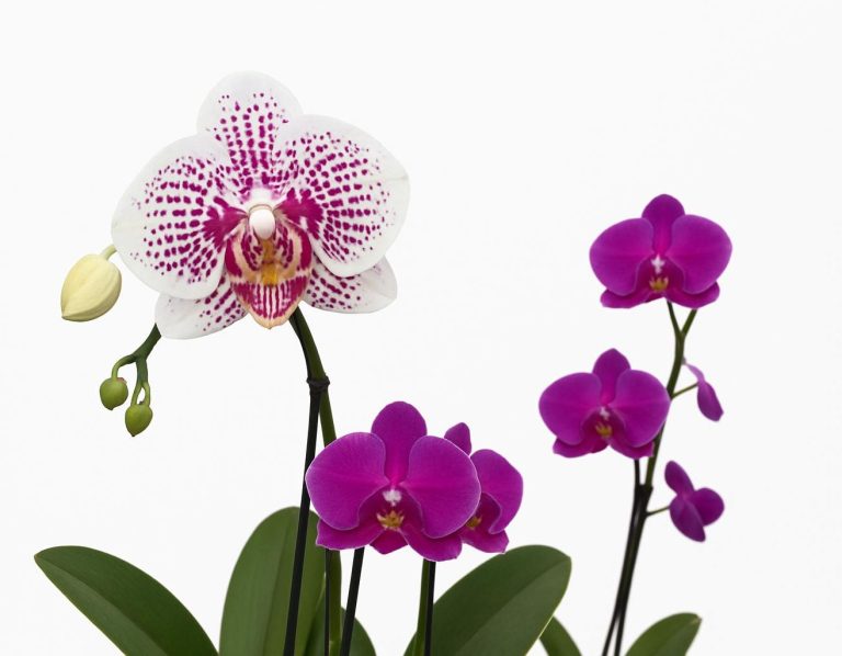 Zimmer- und Gartenpflanzen Zimmerpflanzen und Gartenpflanzen – große Auswahl bei Blumengalerie Bruchköbel